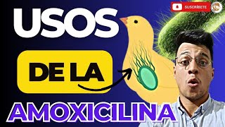 😎 La AMOXICILINA usos y dosis en los Pollos de Engorde ✍🏽 [upl. by Bendix]