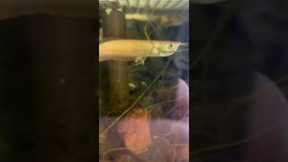 Discover The Stunning Albino Arowana Fish [upl. by Neened692]