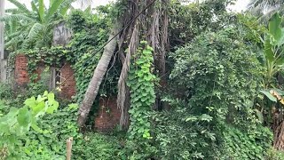 Beautiful transformation of an abandoned house with overgrown lawns  Eyecatching results [upl. by Pals104]