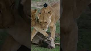 Raw Power amp Tender Moments Two Lionesses Take Down a Wildebeest and Embrace in Amboseli [upl. by Gilliette]