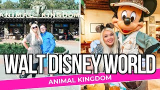 Walt Disney World 2024  Animal Kingdom  Early magic hours Tusker House and a fab Safari [upl. by Kushner]