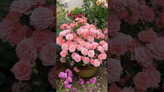 Floribunda roses flowergarden naturalflowers rosegarden morning [upl. by Winnick]