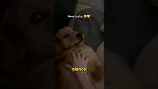 Dog was so embarrassed viral shorts fails funny trending [upl. by Rebor140]