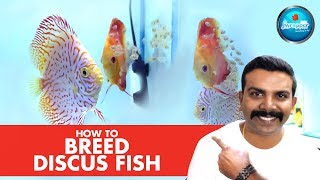 HOW TO  Breed Discus Fish  Successfully at Home  Discus Fry [upl. by Adliwa934]