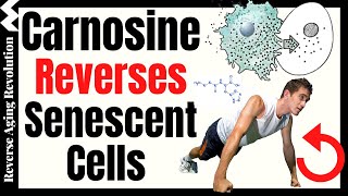 Carnosine Reverses Senescent Cells amp Increases Muscle Strength [upl. by Barram]