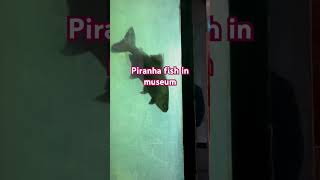 Piranha fish ￼ in fish museumyoutubeshorts [upl. by Suiddaht]