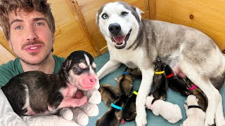 Pregnant Husky Gives Birth To Many Puppies  Rescue Tale [upl. by Enyamert]