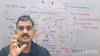 Aminoacyl tRNA Synthetase Part II PROOF Reading Mechanisms [upl. by Halyhs]