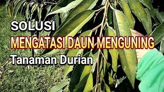 SOLUSI MENANGANI DAUN MENGUNING TANAMAN DURIAN [upl. by Refiffej]