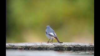 Kara kızılkuyruk » Black Redstart » Phoenicurus ochruros [upl. by Kcered687]