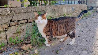 The most spoiled street cat in the neighborhood Cute cat [upl. by Nodnart418]