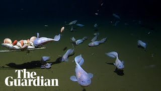 Researchers near Japan capture footage of deepest fish ever recorded underwater [upl. by Kamillah14]