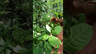 A variety lemonfruits fruitcrops fruit lemon agriculture garden farming farm gardeningtips [upl. by Kristal512]