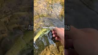 Creek Fishing smallmouth fall fishing nature short [upl. by Abisia908]