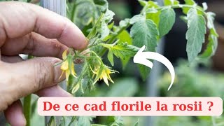 De ce cad florile rosiilor si cum prevenim aceasta problema [upl. by Frayne]