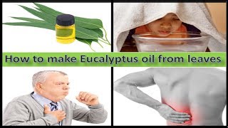 How To Make Eucalyptus Oil at Home and Benefits Ayurvedic Treatment tips [upl. by Connolly]