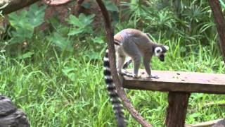 Learn About RingTailed Lemurs [upl. by Perron170]