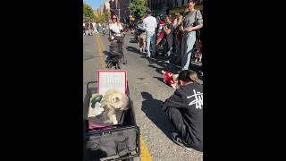 101924  Tompkins Halloween Dog Parade  Taylor Swift amp Travis Kelce [upl. by Lynnell]