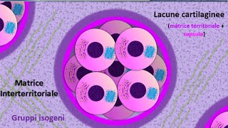 Istologia 25  Cartilagine [upl. by Adnalra]