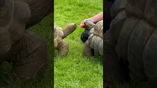 The Royal Lancashire Agricultural Show 2024  Ribchester England [upl. by Nosidda]