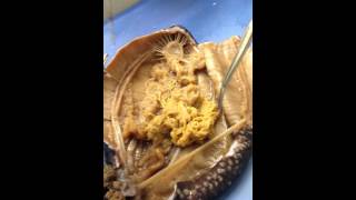 Sea Cucumber Walkthrough for YCC Bio 2 [upl. by Ecinaj]