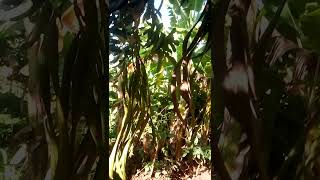 Markhamia lutea fruits nature flowers shorts shortvideo automobile beautiful viral [upl. by Nyvek621]