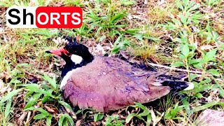 Lapwing Bird Save the Baby in the Rain – Mother Protects Her Chick and Eggs From the Storm [upl. by Quickel]