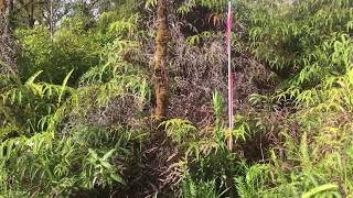 What do vacant lots look like on east side Big Island Hawaii [upl. by Dlaniger]