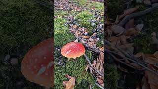 Amanita Muscaria [upl. by Aser]