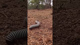 The Giant PillMillipede [upl. by Arekat]