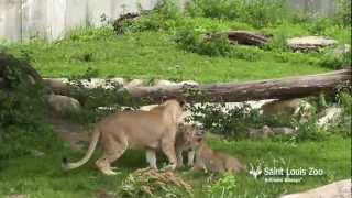 Lion cubs playing with older sister at Saint Louis Zoo [upl. by Amek798]