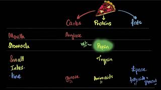 Human digestive system  Life processes  Class 10 Biology  Khan Academy [upl. by Bartholemy]