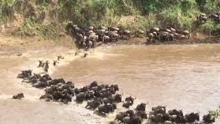 Great Migration  Masai Mara Kenya  September 2017 [upl. by Dorothi]