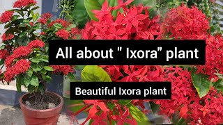 All about quotIXORAquot plant Trick to grow IXORA plant in 15 days get more flowers in IXORA plant [upl. by Yrrak]