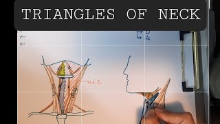 Anatomy of Triangles of Neck  Anterior amp Posterior triangles of Neck [upl. by Aifos466]