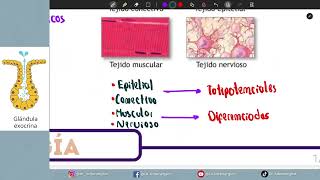 HISTOLOGÍA  TEJIDO EPITELIAL [upl. by Aile606]