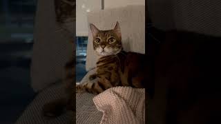 Boy bengal cat noises cat bengalcat animals catmeow [upl. by Anastasia]