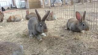 Flemish Giant Rabbits [upl. by Llevrac]