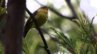 Yellow Thornbill Acanthiza nana [upl. by Fadil853]