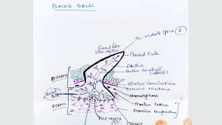 development of placoid scale [upl. by Nnazus]