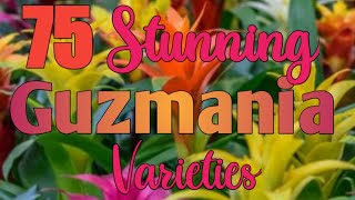 75 Stunning Guzmania Bromeliad Varieties [upl. by Ysdnil]