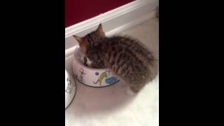 Bengal kitten meowing while eating [upl. by Braswell]