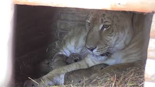 Baby Liligers Born into the Greater Wynnewood Animal Park [upl. by Mirth]