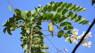 Yellowfronted canary canary song、キマユカナリアのさえずり [upl. by Doug]