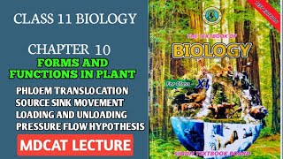 PHLOEM TRANSLOCATION  TRANSPORT OF ORGANIC FOOD IN PHLOEM  CLASS 11 NEW BIOLOGY BOOK SINDH BOARD [upl. by Nylyaj]