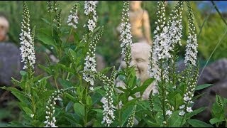 Lysimachia clethroides  SchneeFelberich Gooseneck Loosestrife [upl. by Annaer]