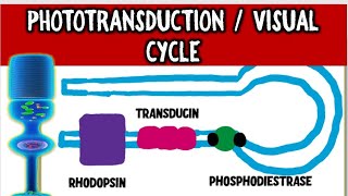 From Light to Vision Demystifying the PHOTOTRANSDUCTION CASCADE and VISUAL CYCLE [upl. by Okubo]