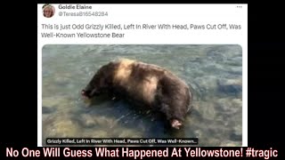 No One Will Guess What Happened At Yellowstone tragic [upl. by Blasien]