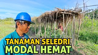 TIPS TANAM SELEDRI DI DATARAN RENDAH MODAL TERBATAS [upl. by Muffin]