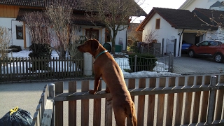 Magyar Vizsla Hannoversche Schweisshund Mix Skyla [upl. by Leahcam110]